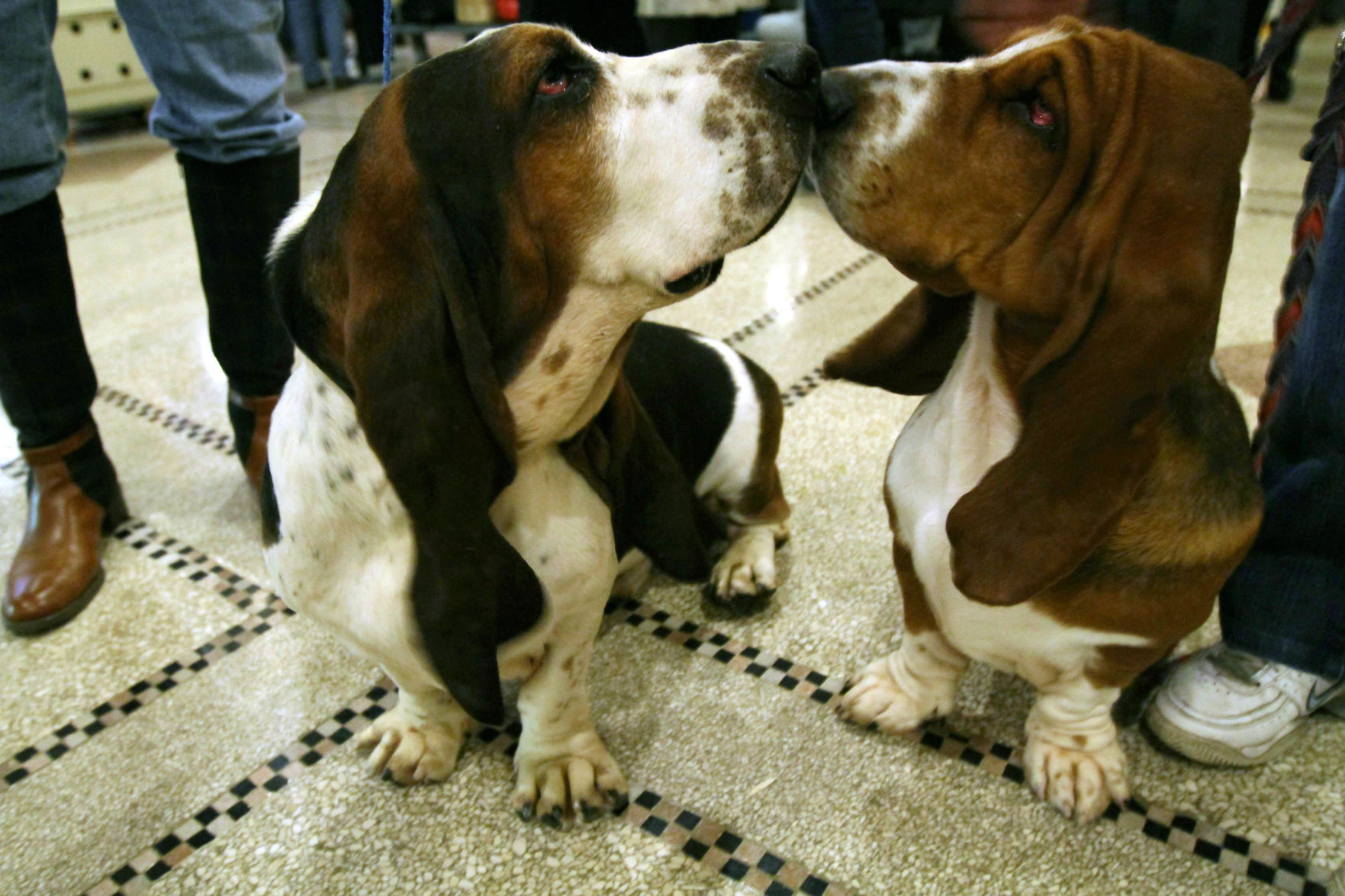 Westminster Dog Show